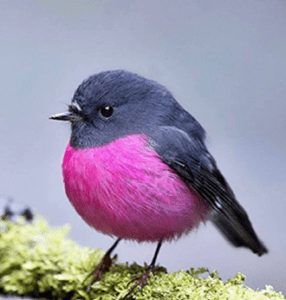 Beauty IQ Pro Spa and Wellness Birding Birdwatching Experience